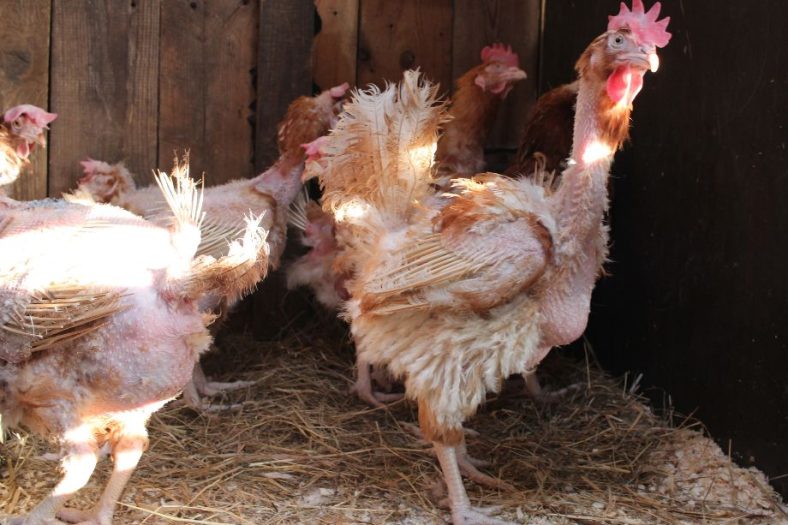 Soigner une poule qui perd ses plumes : Conseils aet traitements - Blune