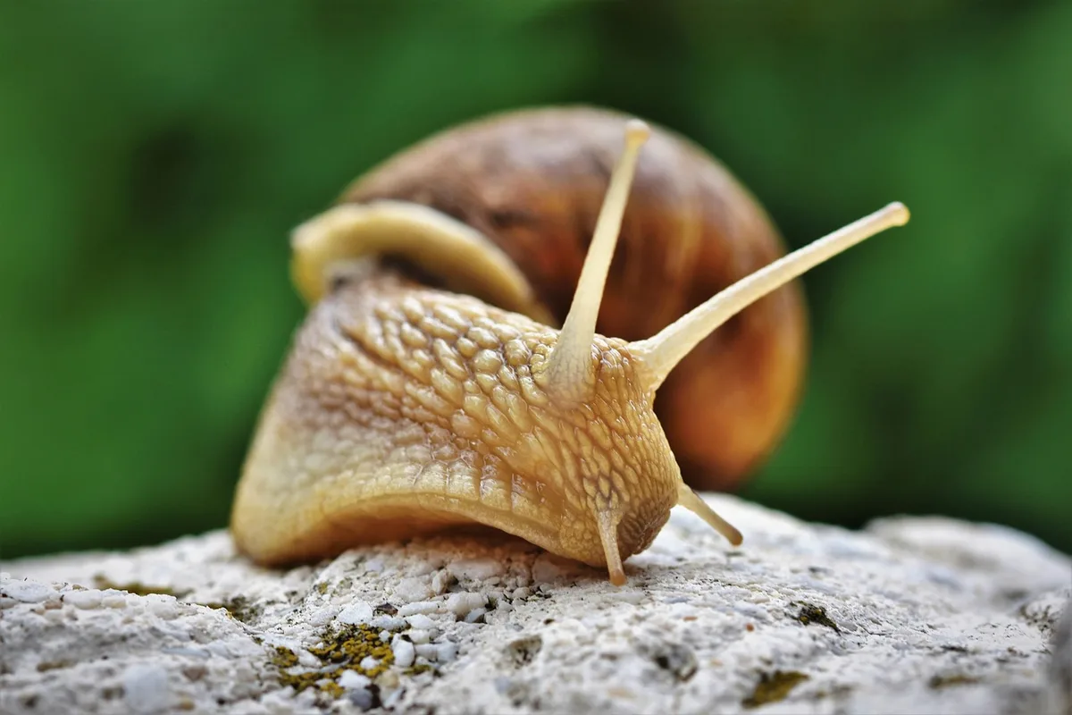 Illustration schématique des composants du mucus nasal et cellules immunitaires
