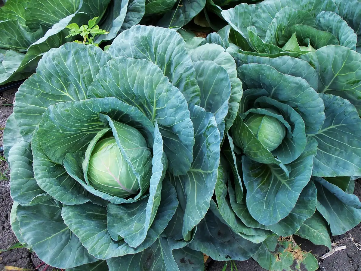 Légumes de saison cuits vapeur et brocoli sur une planche