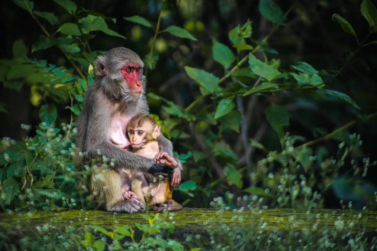 Mère allaitante ajustant la position du bébé pour une meilleure prise