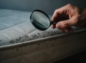 Comment se débarrasser des punaises de lit : 9 astuces efficaces et conseils de prévention